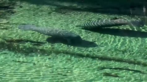 Groups to sue federal officials over manatee protection